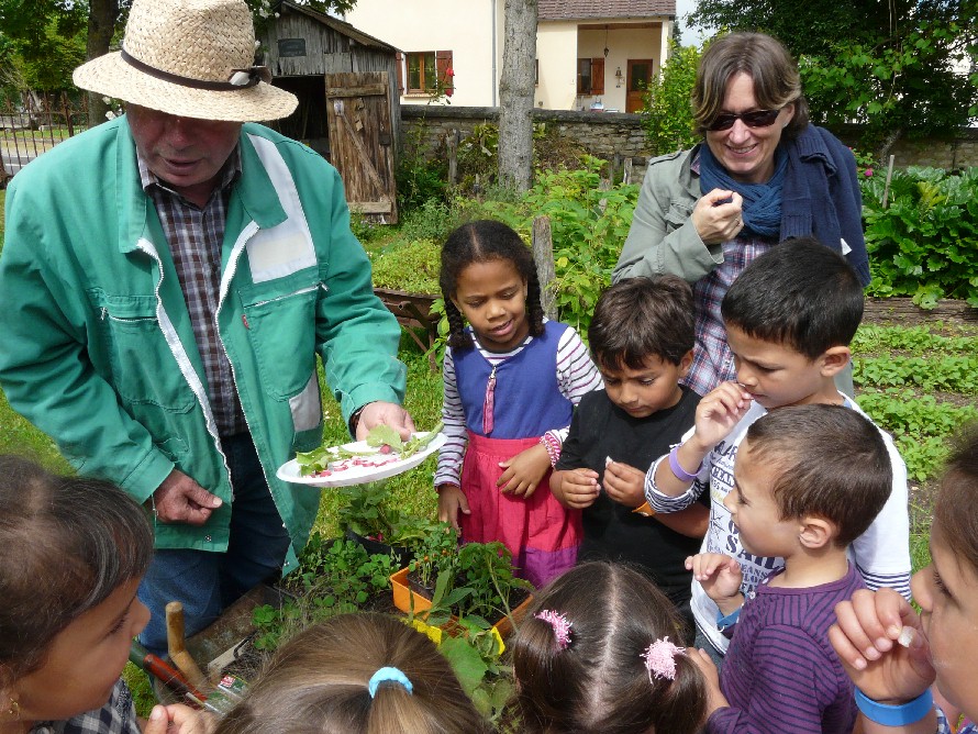 Les radis sont excellents